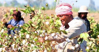 منتجات الأقطان المصرية تستعيد الريادة