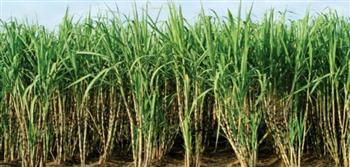   الزراعة: المحاصيل السكرية يستنبط سلالات جديدة للقصب عالية الإنتاجية مقاومة للامراض
