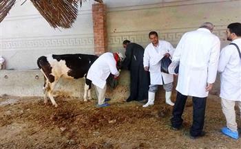   بيطري الغربية: تحصين 120 ألف رأس ماشية ضد الأمراض الوبائية