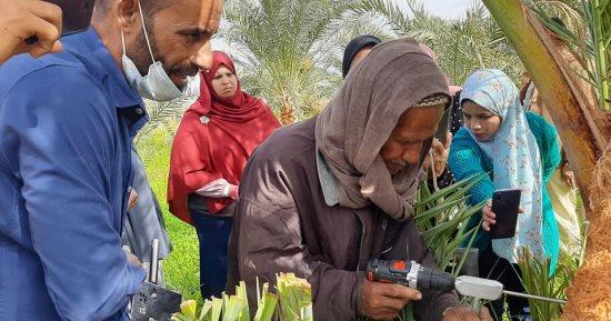 زراعة الوادي الجديد: انطلاق دورة تدريبية بمركز الخارجة لمكافحة سوسة النخيل الحمراء
