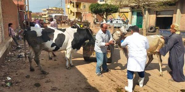 «بيطري الغربية»: تحصين 130 ألف رأس ماشية ضد الجلد العقدي والجدري