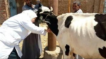   بيطري البحيرة: علاج 450 رأس ماشية في كفر الدوار