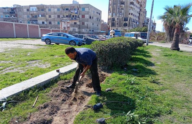 تقليم 34 نخلة و 11 شجرة وزراعة 240 نبات بغرب الإسكندرية 