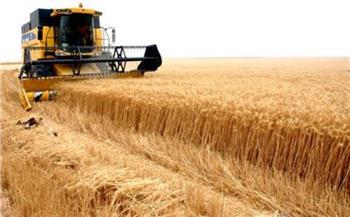 زراعة الوادي الجديد: زراعة 342 ألفا و94 فدانا بمحصول القمح