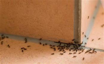   طرق التخلص من النمل فى منزلك