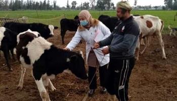   «بيطري الغربية»: تحصين 159 ألف رأس ماشية ضد «الجلد العقدي»