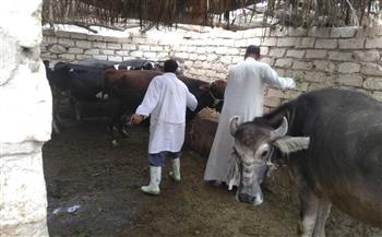   بيطري الغربية: تحصين 166 ألف رأس ماشية ضد الأمراض الوبائية