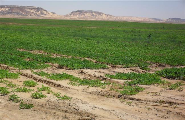 ما حكم رهن الأرض الزراعية وشروطه؟.. الإفتاء تجيب