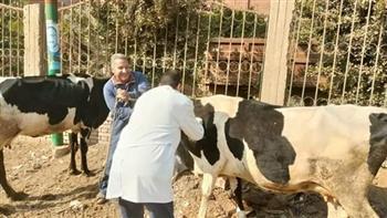  تحصين 185 ألف رأس ماشية ضد مرض الجلد العقدى بالمنوفية