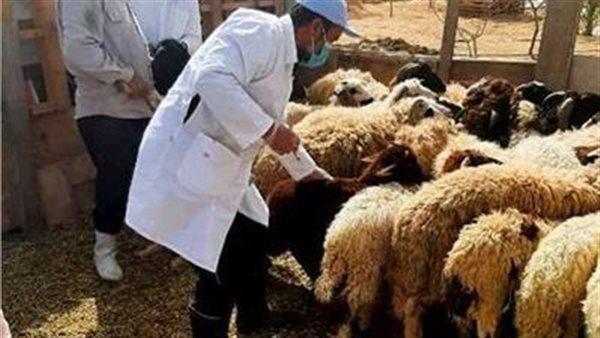 تحصين 326 ألف رأس من الأبقار والأغنام ضد مرضى الجلدى العقدى وجدرى الأغنام بالبحيرة 