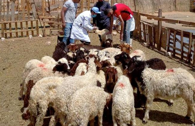 قنا تحقق المركز الأول في التحصين ضد الجلد العقدى وجدرى الأغنام