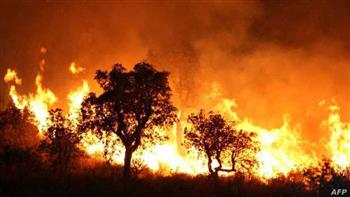   تقرير أممي يحذر من ارتفاع معدل حرائق الغابات في العالم ويدعو لتعاون إقليمي ودولي أقوى