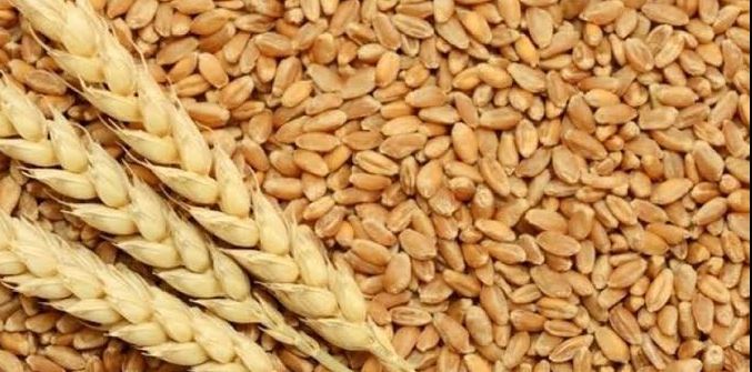أسعار القمح ترتفع لأعلى مستوياتها والذرة والفول الصويا