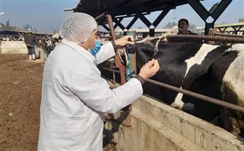 تحصين 353 ألف رأس ماشية ضد الجلد العقدي وجدري الأغنام بالبحيرة 