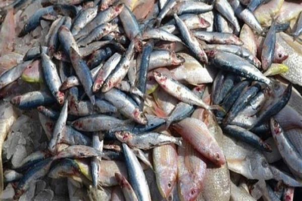 ضبط 25 طن أسماك مجمدة غير صالحة للاستهلاك الآدمى في البحيرة