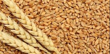   أسعار القمح ترتفع لأعلى مستوياتها والذرة والفول الصويا