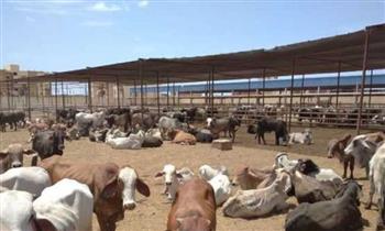   محافظ بورسعيد: محطة تسمين الماشية حققت أعلى معدل فى إنتاج اللحوم