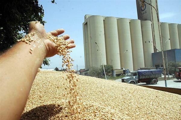 التموين: طرح مناقصة عالمية لاستيراد القمح