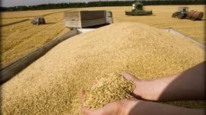 التموين: احتياطى القمح آمن ولن نتأثر بما يحدث فى أوكرانيا