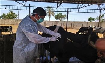  بيطري الغربية: تحصين 187 ألف رأس ماشية ضد الأمراض الوبائية