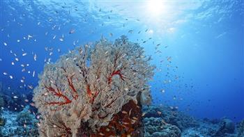   السعودية تفتتح أول قرية للحفاظ على الشعب المرجانية في البحر الأحمر