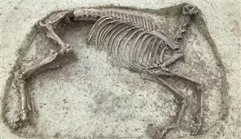   اكتشاف هيكل عظمي غامض لحصان مقطوع الرأس بمقبرة في ألمانيا