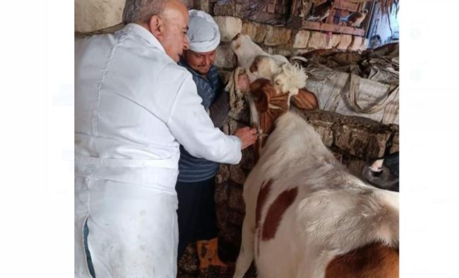 تحصين 14 ألف رأس ماشية ضد مرضى الجلدى العقدى وجدرى الأغنام بالبحيرة 