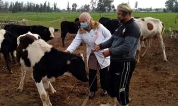   الزراعة: تحصين 1.2 مليون رأس ماشية ضد الجلد العقدى وجدرى الأغنام