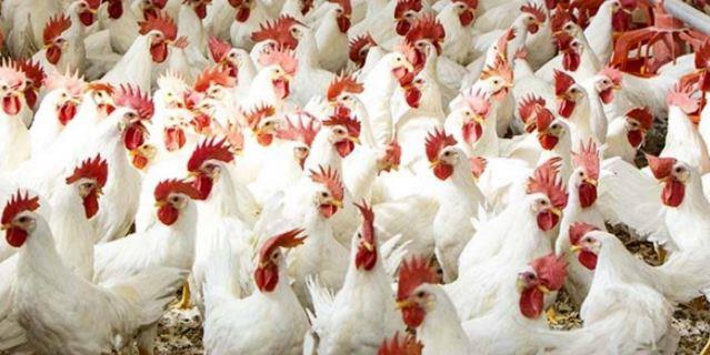 استقرار أسعار الدواجن اليوم