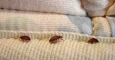 كيف يمكن اكتشاف «بق الفراش» والتخلص منه؟