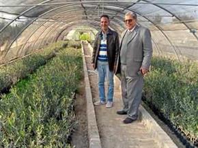   زراعة شمال سيناء تتسلم 20 ألف شتلة زيتون لتوزيعها بقرى الشيخ زويد