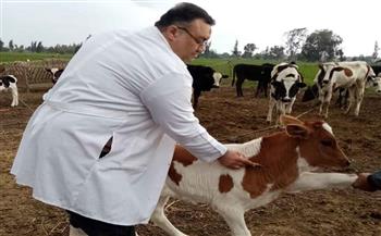   «بيطري السويس»: تحصين 4595 رأس ماشية ضد مرض الجلد العقدي