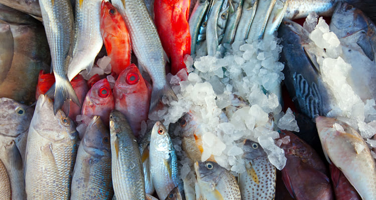 ارتفاع أسعار السمك اليوم الثلاثاء