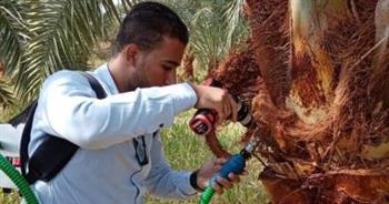 «زراعة الوادي الجديد»: بدء فعاليات الدورة الثانية لمكافحة سوسة النخيل الحمراء