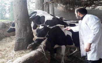    بيطري الغربية: تحصين 190 ألفا و480 رأس ماشية ضد الأمراض الوبائية