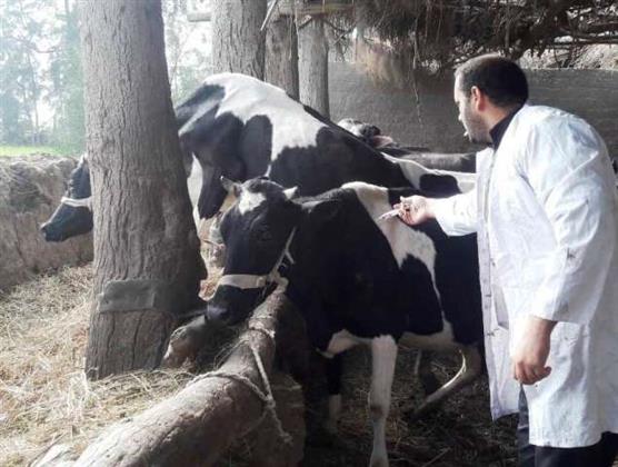  بيطري الغربية: تحصين 190 ألفا و480 رأس ماشية ضد الأمراض الوبائية