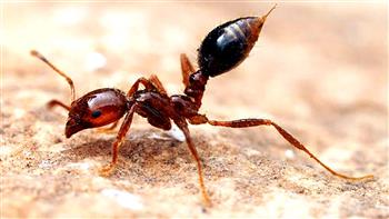  دراسة: النمل يستطيع اكتشاف الخلايا السرطانية في الجسم