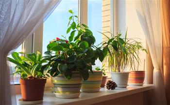  دراسة: النباتات المنزلية تقلل من تلوث الهواء