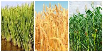   «المحاصيل الحقلية»: مصر زرعت أكبر مساحة من القمح في تاريخها هذا العام