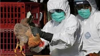   لمنع تفشى إنفلونزا الطيور.. فرنسا تعدم «ملايين» الطيور الداجنة