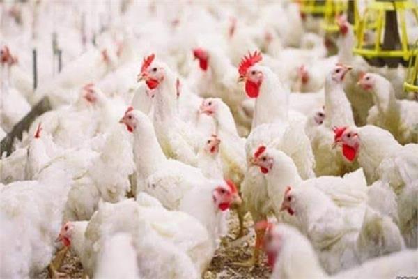 ارتفاع طفيف بأسعار الدواجن اليوم 