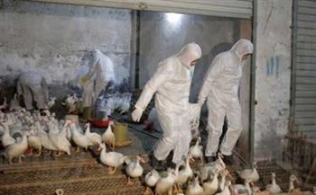   فرنسا تعدم ملايين البط والدجاج  لمنع تفشى وباء إنفلونزا الطيور