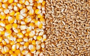   أحمد موسى: ارتفاع في أسعار الذرة بسبب توقف الاستيراد من أوكرانيا
