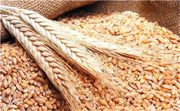   الحكومة: إقرار حافز إضافى بقيمة 65 جنيها لكل أردب على أسعار توريد القمح 