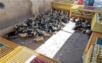 توزيع ٥٥  ألف طائر بمشروع تربية البط بالبحيرة