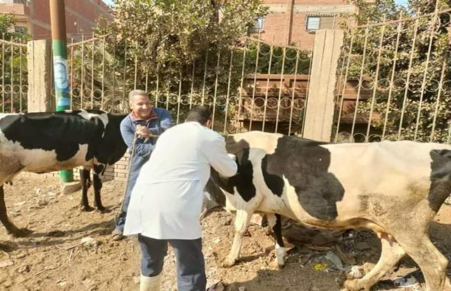 بيطري البحيرة: علاج 220 رأس ماشية في رشيد