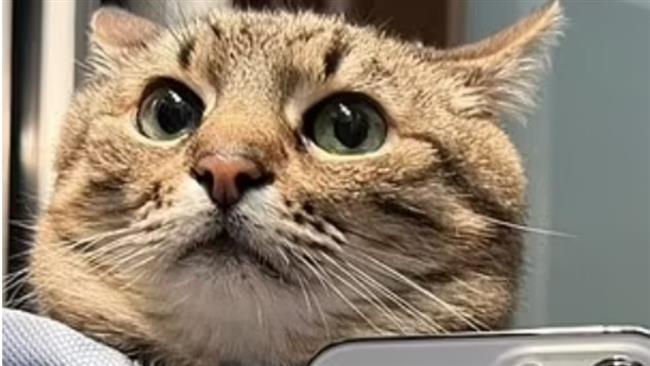 أشهر قط في أوكرانيا على السوشيال ميديا يهرب إلى فرنسا خوفًا من الحرب
