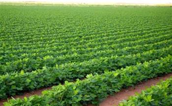   «الزراعة»: الدولة حريصة على زيادة إنتاجية المحاصيل الزراعية