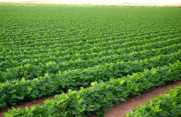 «الزراعة»: الدولة حريصة على زيادة إنتاجية المحاصيل الزراعية