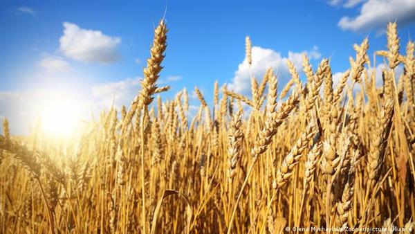 الصوامع: مخزون القمح داخل مصر مطمئن ويكفي لـ3.5 شهر